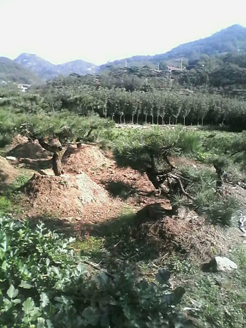 黑松造型松景观松造型黑松造型油松