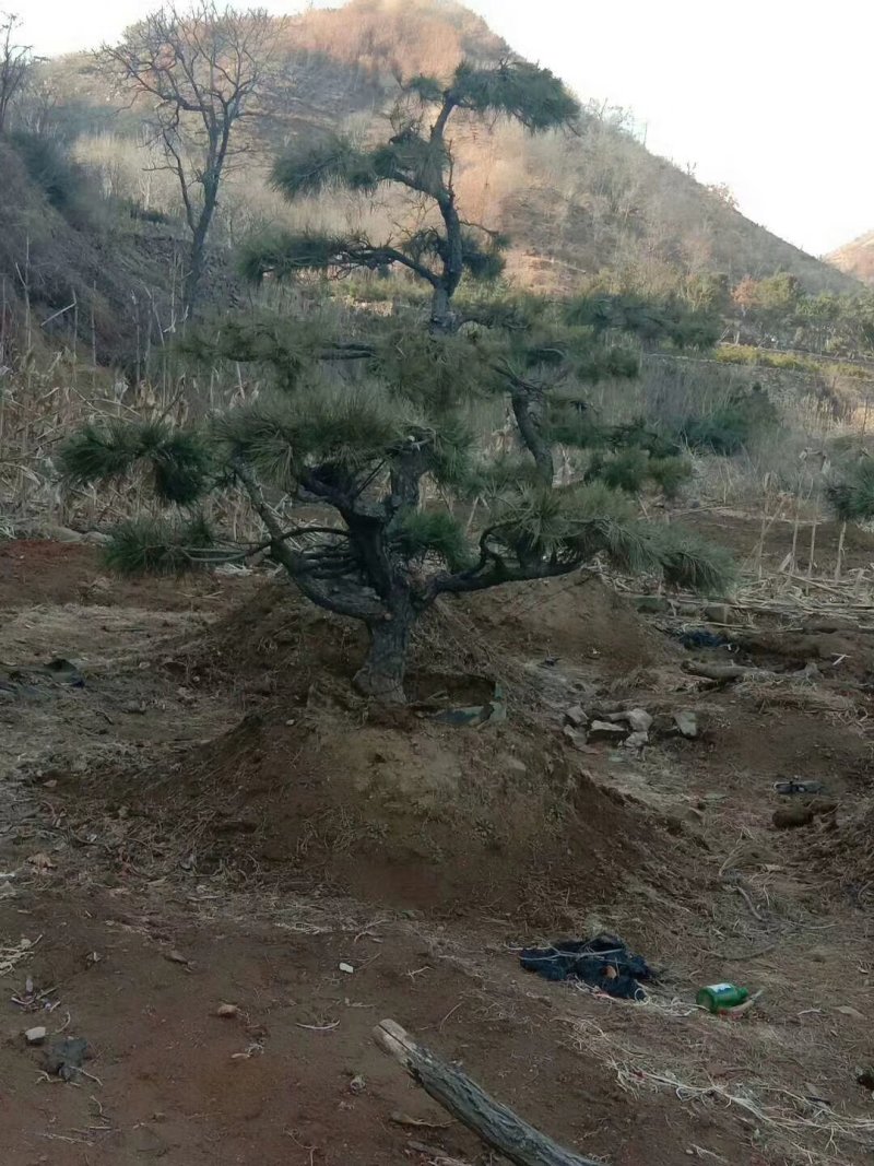 黑松造型松景观松造型黑松造型油松