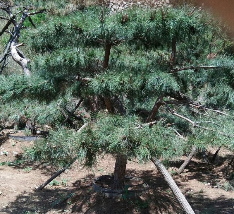 黑松造型松景观松造型黑松造型油松