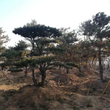 黑松造型松景观松造型黑松造型油松