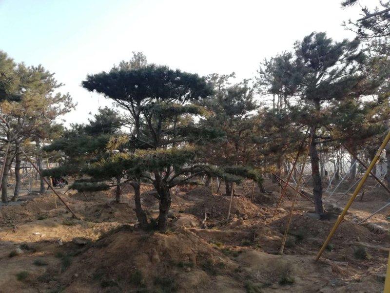 黑松造型松景观松造型黑松造型油松