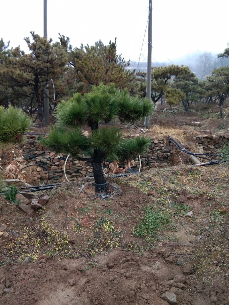 黑松造型松景观松造型黑松造型油松