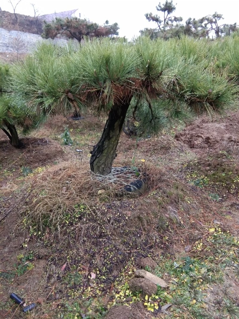 黑松造型松景观松造型黑松造型油松