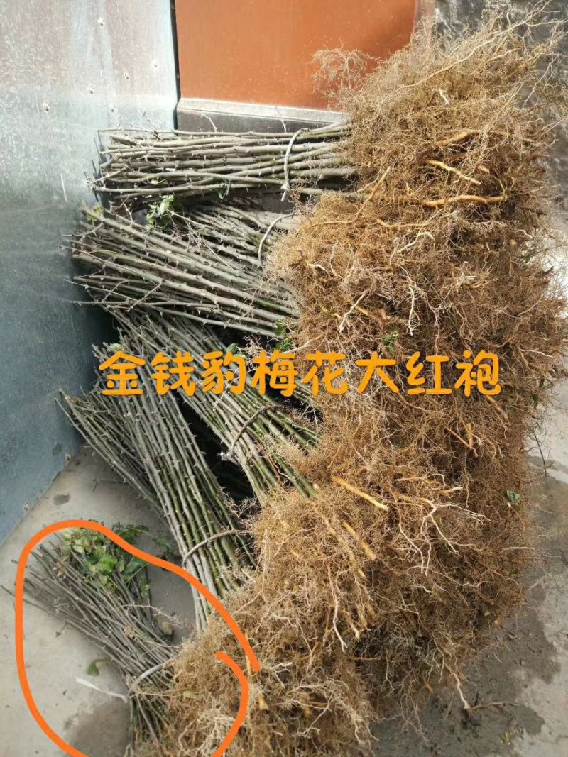 大红袍花椒树苗少刺伏椒大红袍正品3年苗包邮(武都金钱豹)