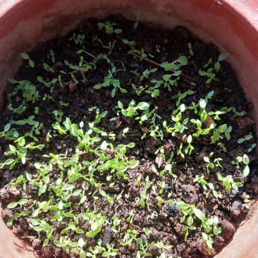 刺嫩芽种子乌龙头种子刺龙包苗刺嫩芽大型育苗基地