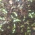 刺嫩芽种子乌龙头种子刺龙包苗刺嫩芽大型育苗基地