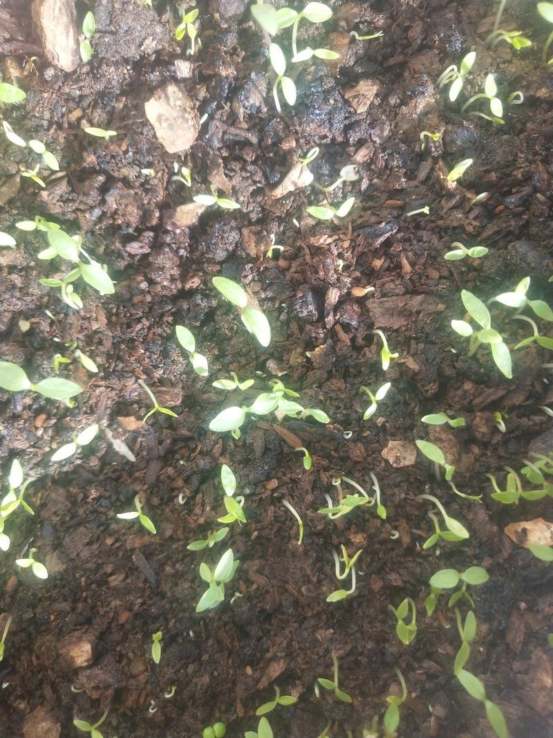 刺嫩芽种子乌龙头种子刺龙包苗刺嫩芽大型育苗基地