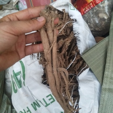 家种续断，开始产新，有需要的可以预定了