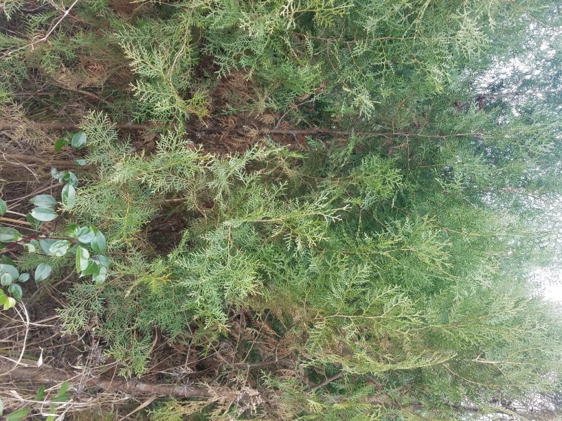 河南优质便宜侧柏3到5公分自产自销价格优惠