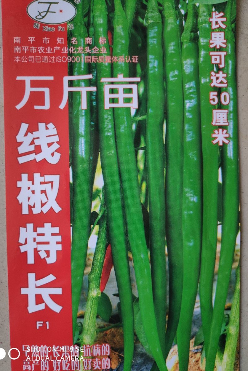 辣椒种子(特长线椒)