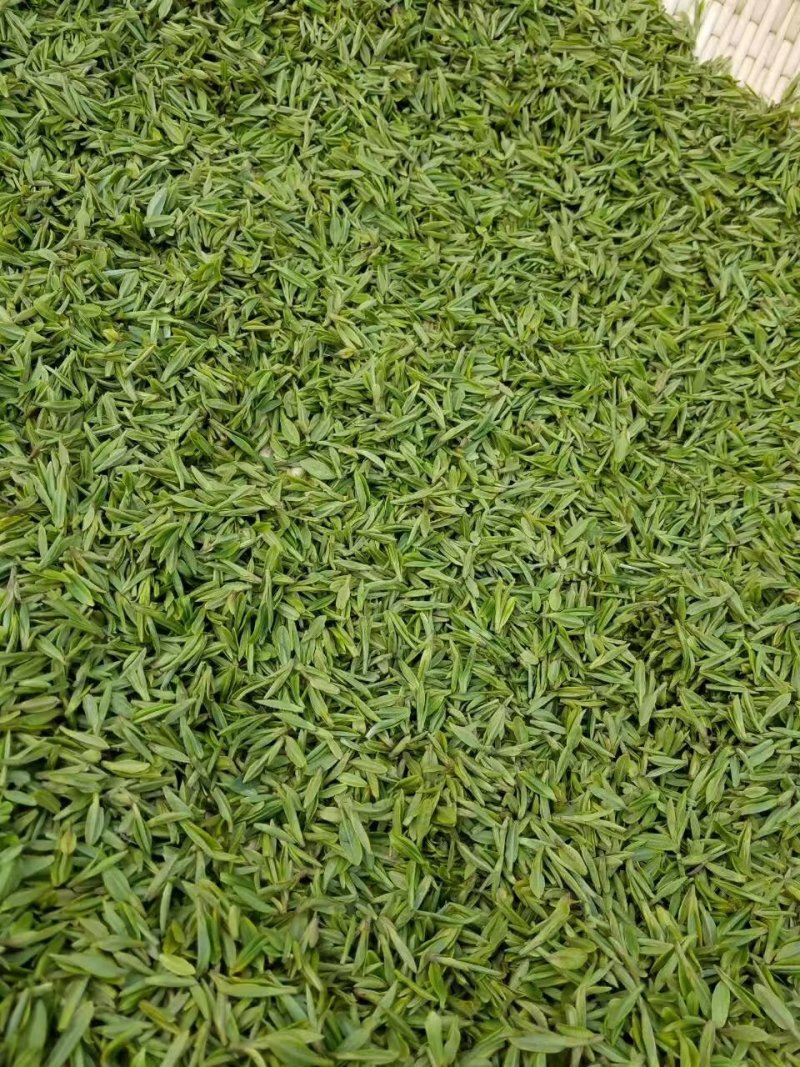 河南南阳桐柏谷雨雨前龙井一芽两叶，茶树品种龙井43