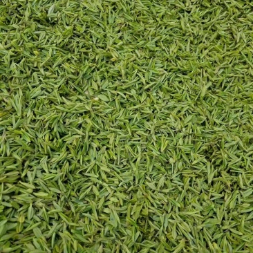 河南南阳桐柏谷雨雨前龙井一芽两叶，茶树品种龙井43