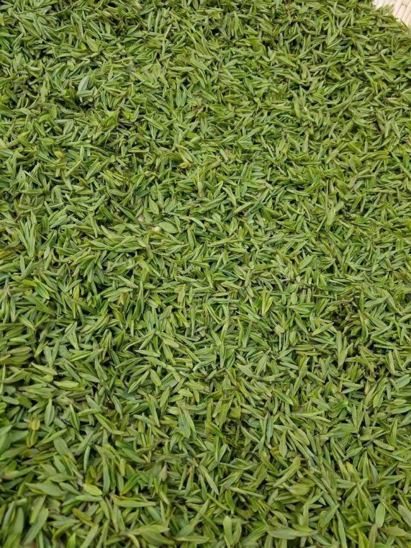 河南南阳桐柏谷雨雨前龙井一芽两叶，茶树品种龙井43