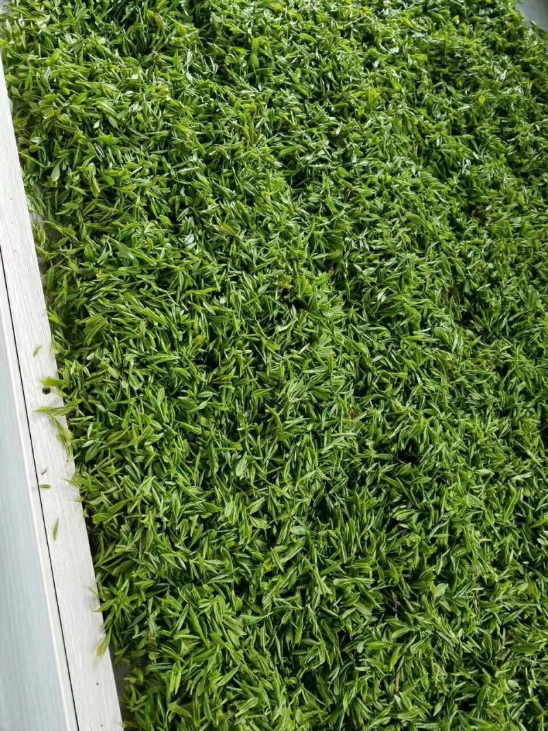 河南南阳桐柏谷雨雨前龙井一芽两叶，茶树品种龙井43