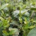 河南南阳桐柏高山红茶自产自销明前茶价格便宜