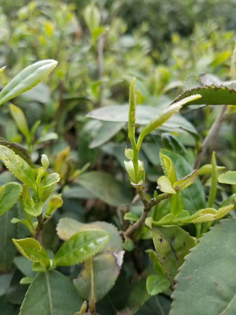 河南南阳桐柏高山红茶自产自销明前茶价格便宜