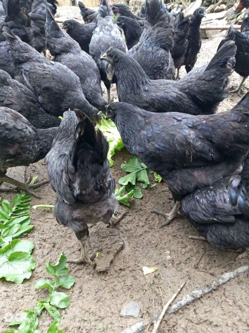 黑乌绿壳蛋鸡苗土鸡苗黑乌鸡苗乌骨乌肉黑肉公苗母苗