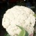 福建漳浦白面青梗散花、松花菜、有机花菜，产地直销