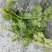 香菜