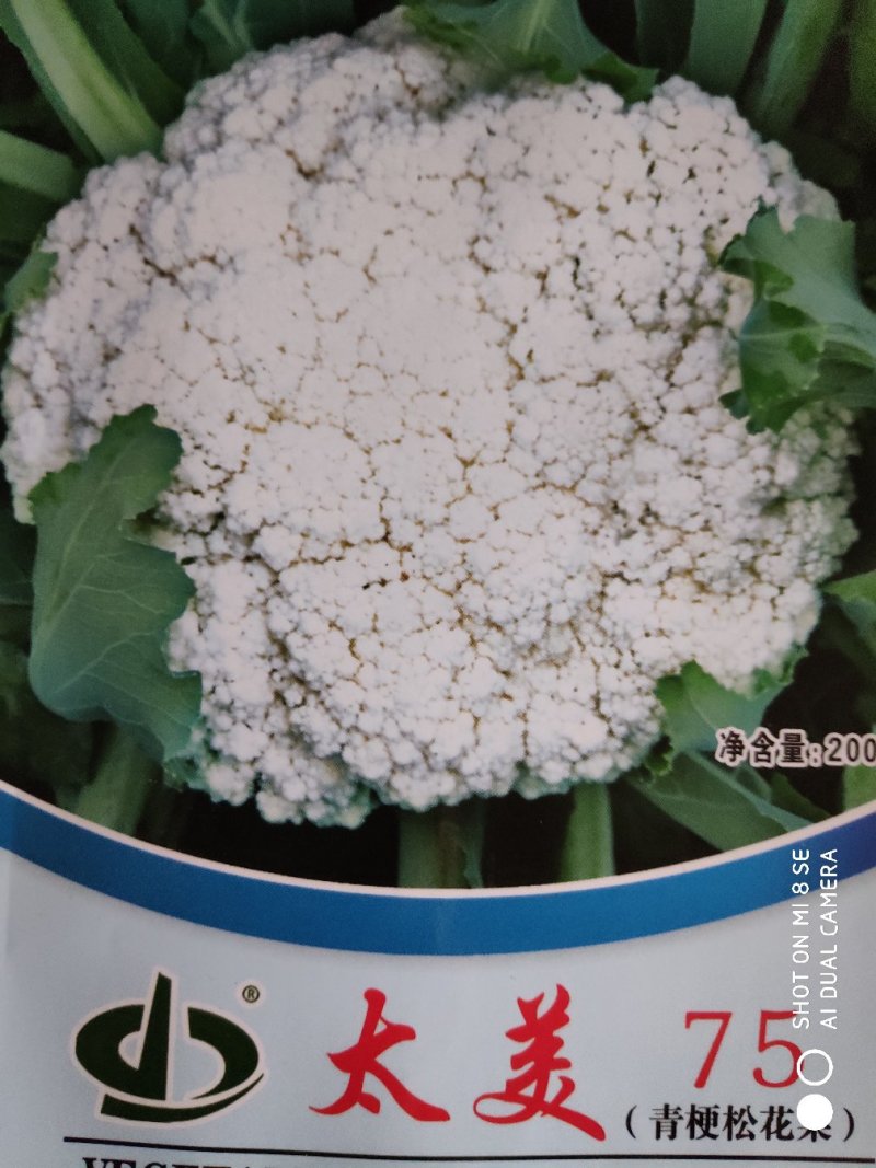 西兰花种子(太美75青梗松花菜)