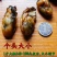 海捕生蚝干天然淡晒中大号一斤140/160头一斤包邮