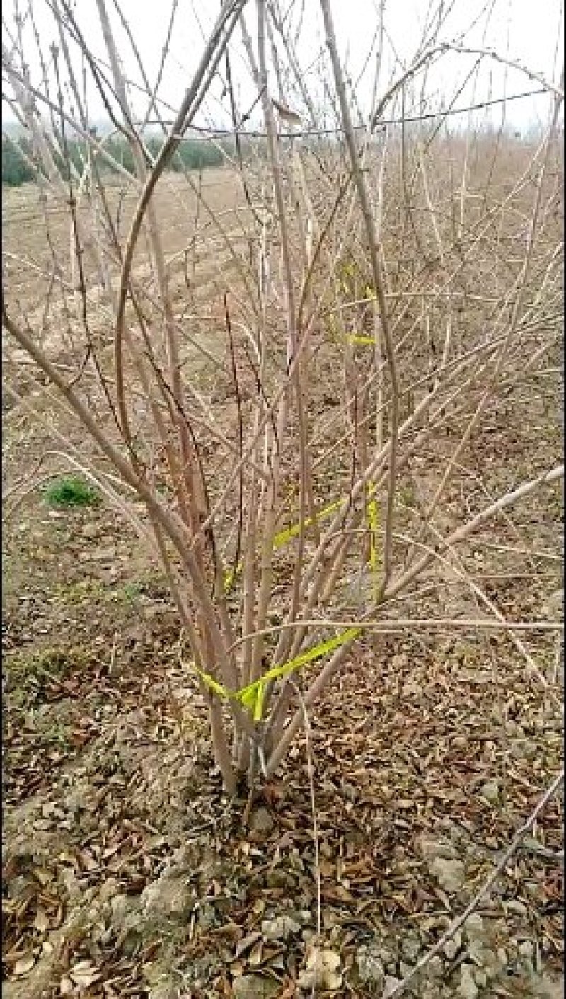 连翘苗，药用连翘苗，1年2年3年连翘苗巜500亩直供》