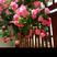 欧洲玫瑰果汁阳台月季花苗特大花卉盆栽蔷薇室内四季开花植物