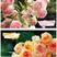 欧洲玫瑰果汁阳台月季花苗特大花卉盆栽蔷薇室内四季开花植物