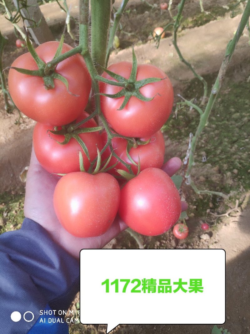山东省临沂市费县硬粉西红柿大量上市中