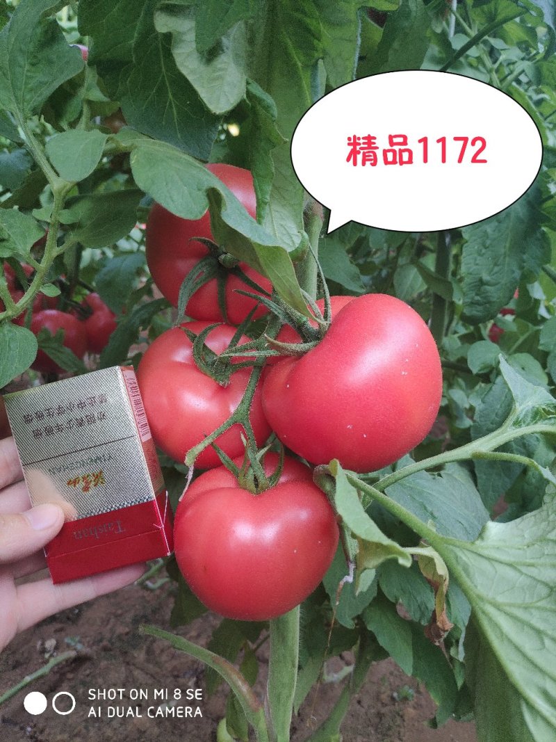 山东省临沂市费县硬粉西红柿大量上市中