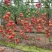 山东省临沂市费县硬粉西红柿大量上市中