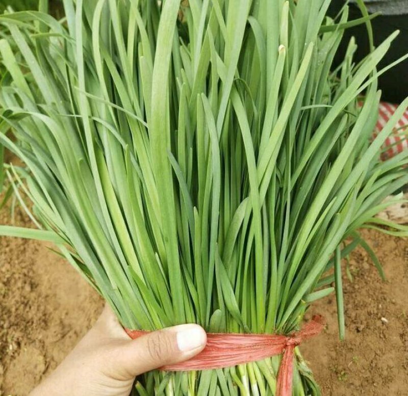 大棚苔韭