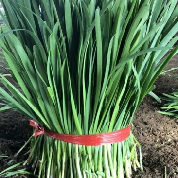 大棚苔韭
