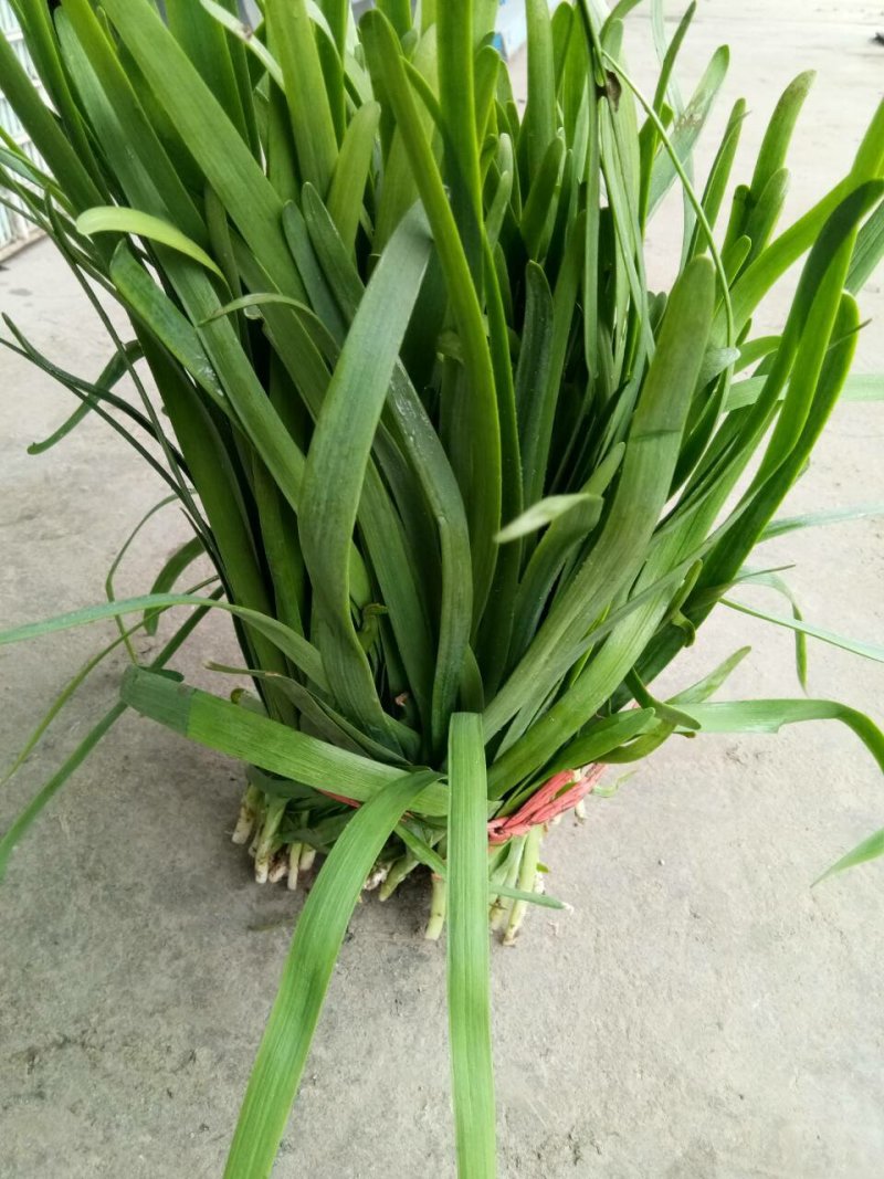 大棚苔韭