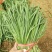 大棚苔韭