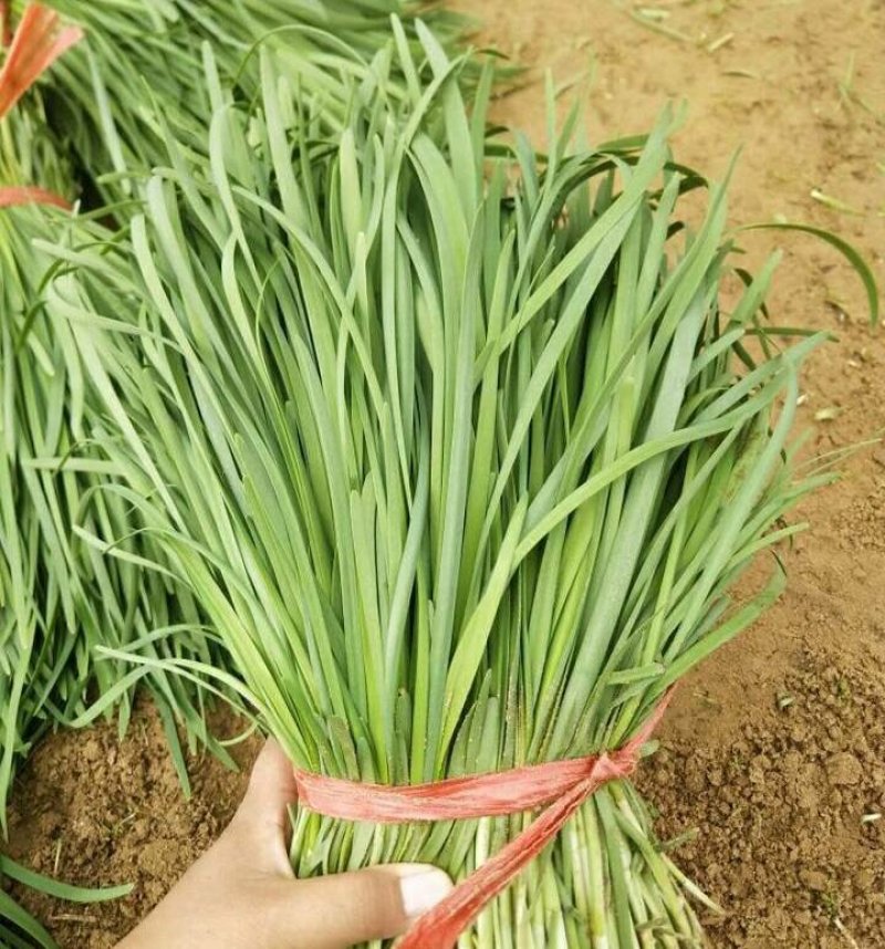 大棚苔韭