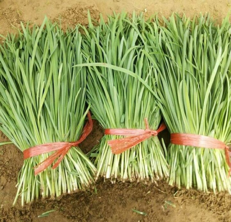 大棚苔韭