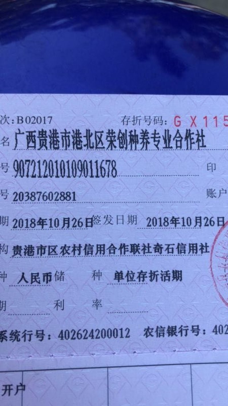 粉葛根一号优质苗，出炉啦