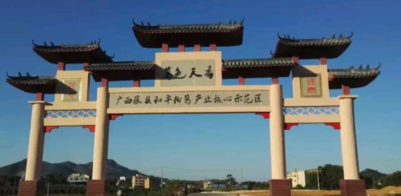 粉葛根一号优质苗，出炉啦
