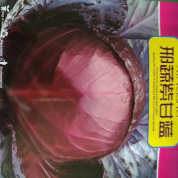 甘蓝种子(邢蔬紫甘蓝)