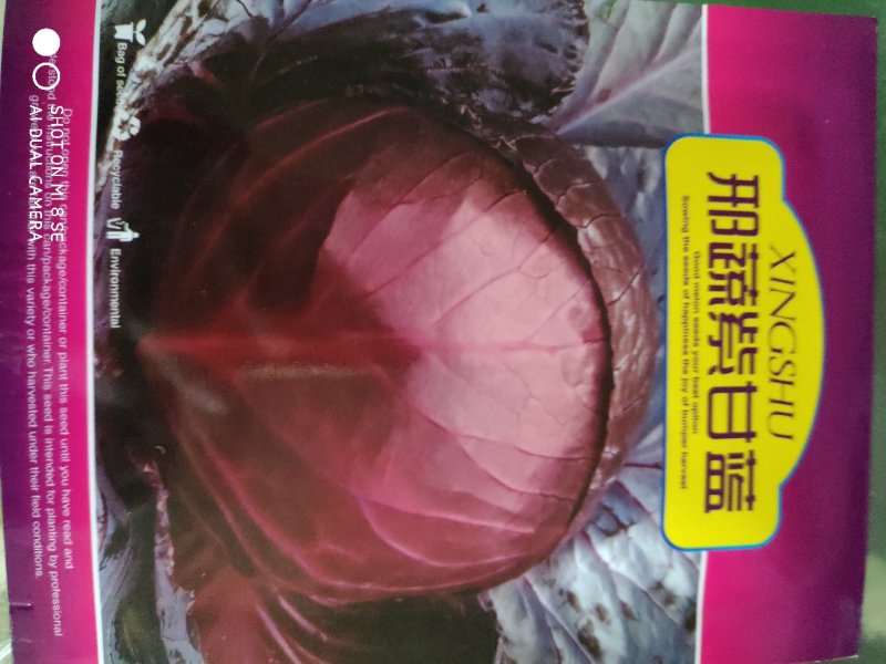 甘蓝种子(邢蔬紫甘蓝)