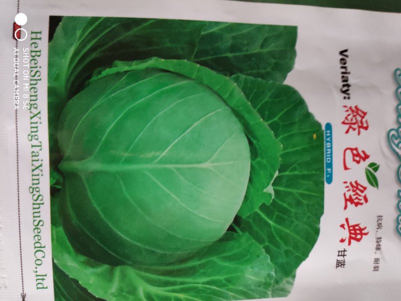 甘蓝种子(绿色经典甘蓝)