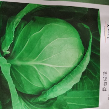 甘蓝种子(聚丰全美甘蓝)