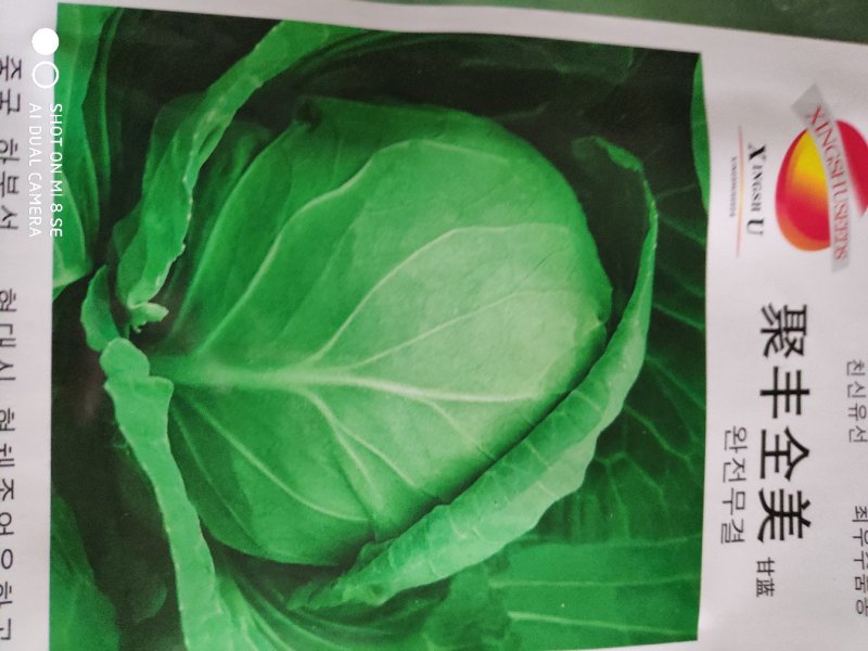 甘蓝种子(聚丰全美甘蓝)