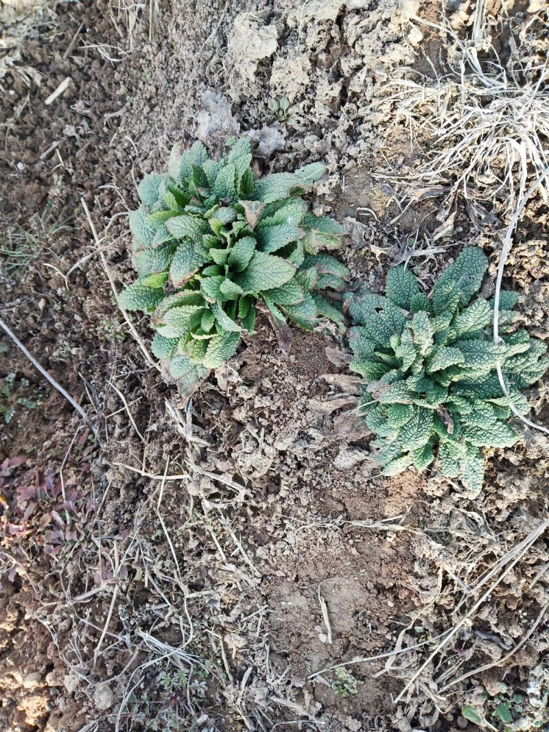 蛤蟆菜