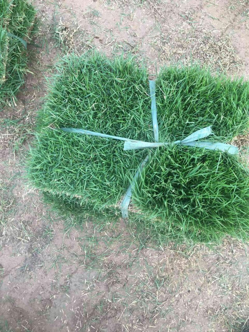 常年销售:马尼拉，百慕大草坪