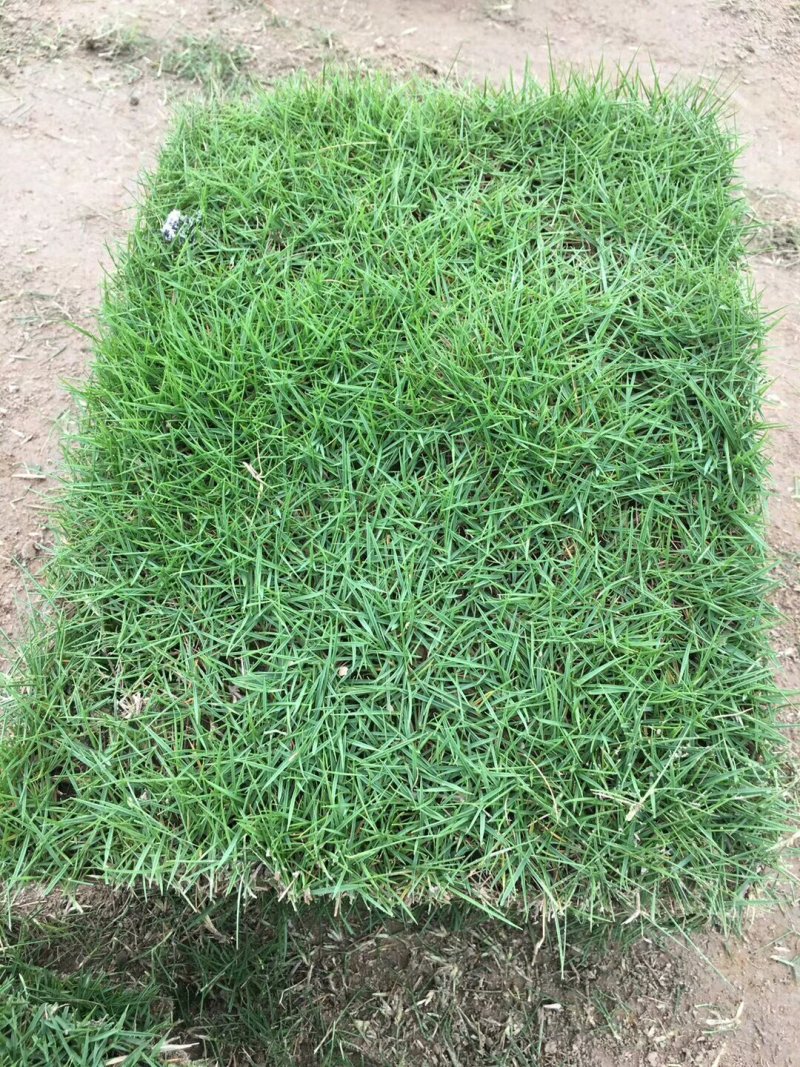 常年销售:马尼拉，百慕大草坪