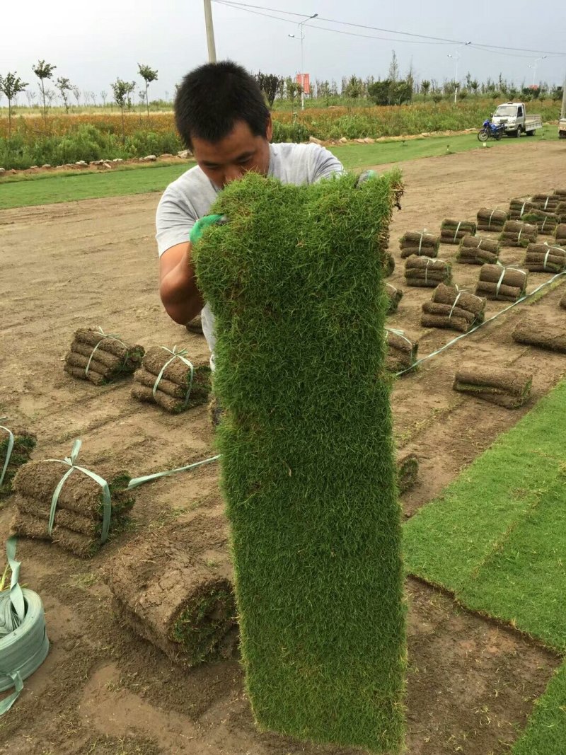 农户直销:果岭草