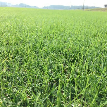 低价供应:四季青草坪，百慕大和黑麦草混播草坪
