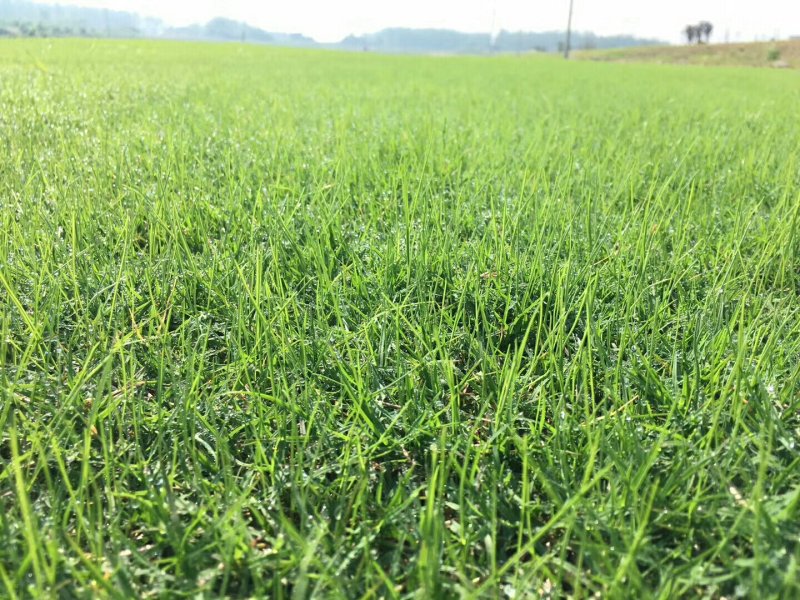 低价供应:四季青草坪，百慕大和黑麦草混播草坪